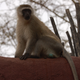 Illustration for article titled Out of Africa. Monkey Business.